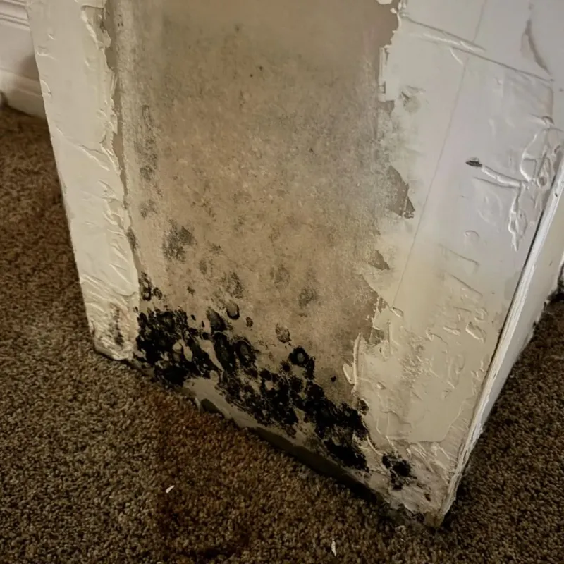 Professional Mold Removal in Sandy, PA
